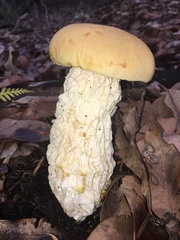 Austroboletus occidentalis