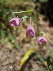 Calochortus amoenus
