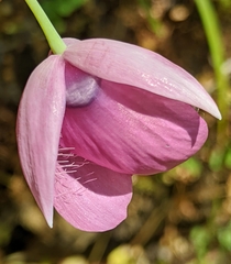 Calochortus amoenus