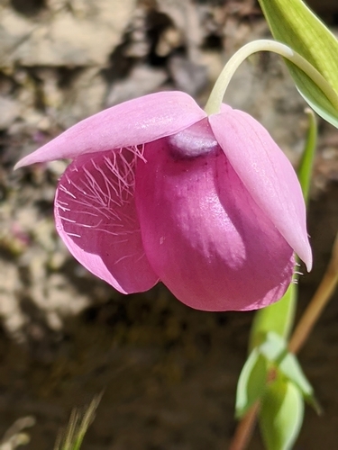 Image of Calochortus amoenus by no rights reserved