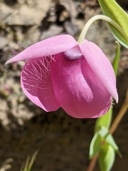 Calochortus amoenus