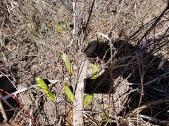 Veratrum californicum