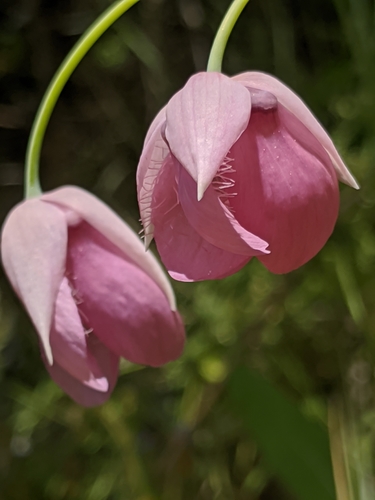 Image of Calochortus amoenus by no rights reserved