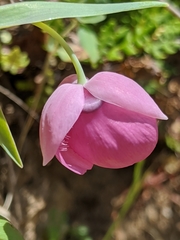 Calochortus amoenus