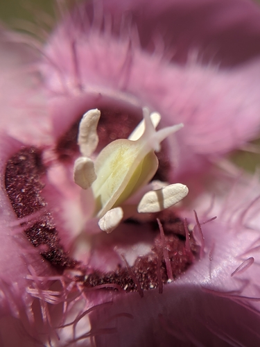 Image of Calochortus amoenus by no rights reserved