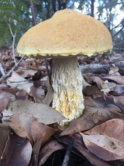 Austroboletus occidentalis
