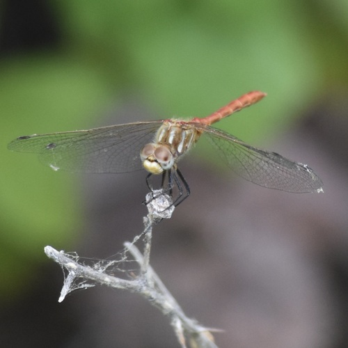 Striped Meadowhawk