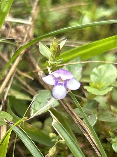 Lindernia, 2026-08-24