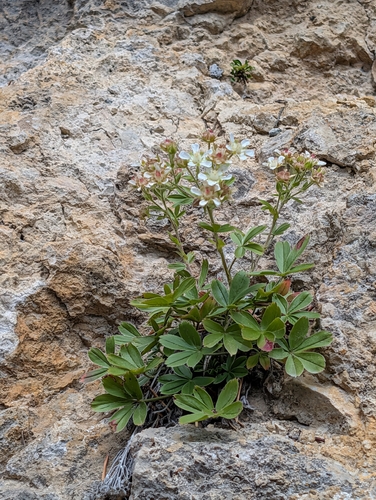 Potentilla caulescens, photograph 2