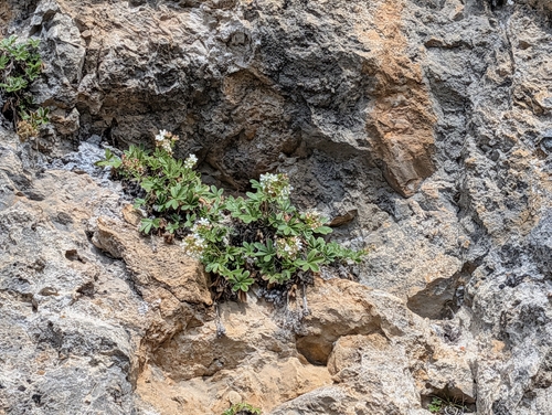 Potentilla caulescens, photograph 3