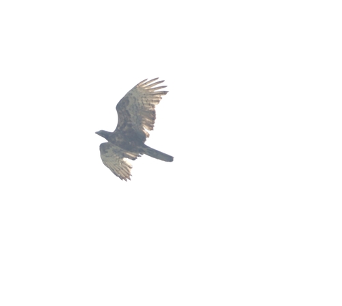 Oriental Honey-buzzard