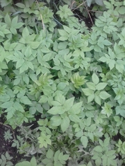 Aegopodium podagraria