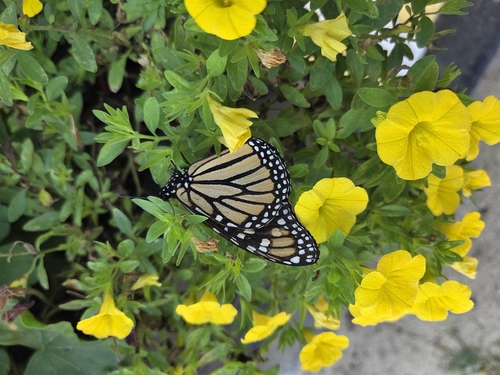 Monarch