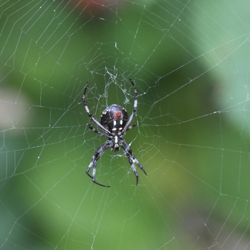 Western Spotted Orbweaver