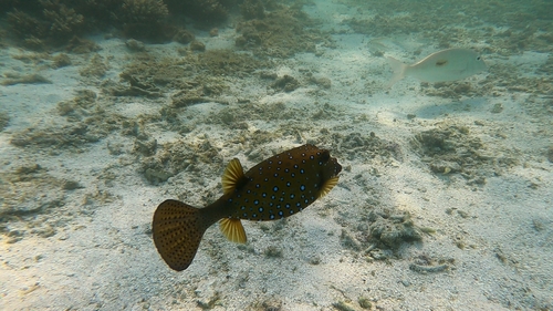 Yellow Boxfish