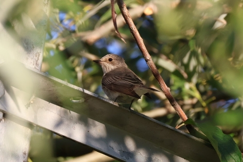 Spotted Flycatcher