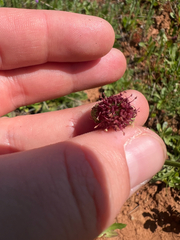 author not stated, no rights reserved Sanicula bipinnatifida, photograph author not stated, no rights reserved