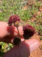 author not stated, no rights reserved Sanicula bipinnatifida, photograph author not stated, no rights reserved