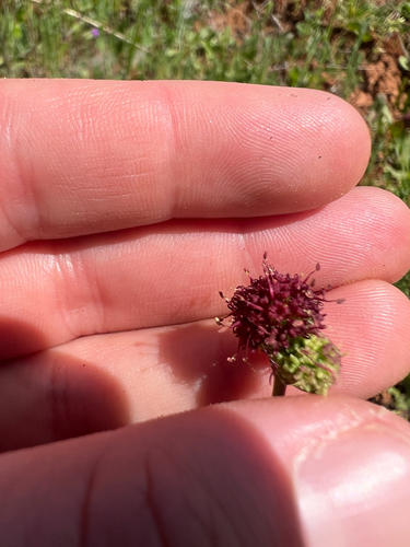 Sanicula bipinnatifida, photograph 5