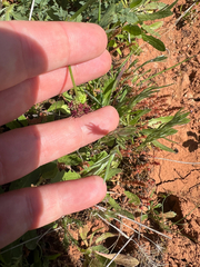 author not stated, no rights reserved Sanicula bipinnatifida, photograph author not stated, no rights reserved
