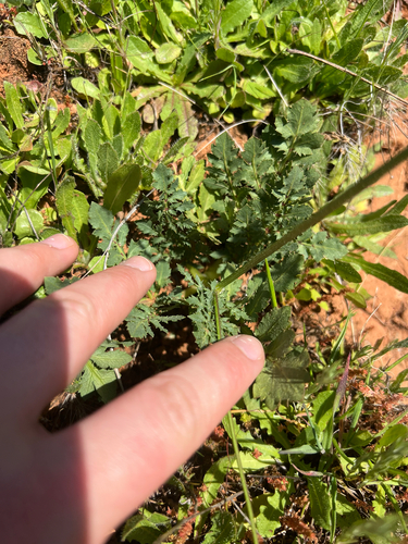 Sanicula bipinnatifida