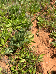 Sanicula bipinnatifida, photograph author not stated, no rights reserved