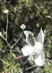 Acmaeodera bowditchi