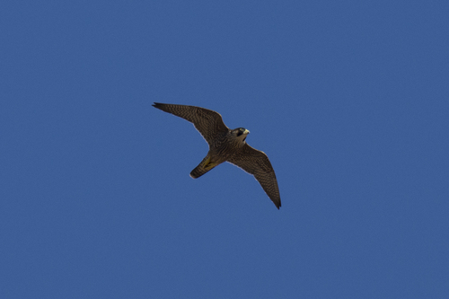 Peregrine Falcon