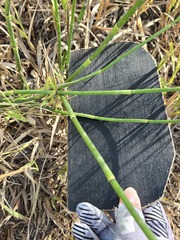 Equisetum × ferrissii