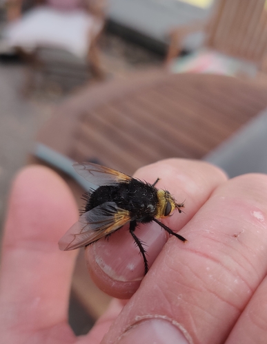 Yellow-faced Fly