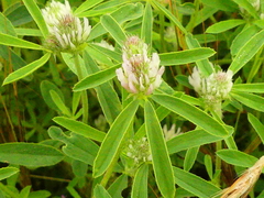 Trifolium squarrosum