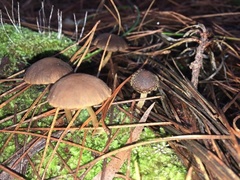 Psathyrella echinata