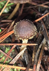 Psathyrella echinata