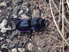 Pasimachus punctulatus