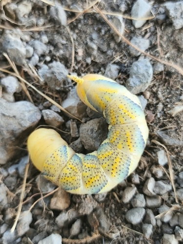 Death's Head Hawkmoth