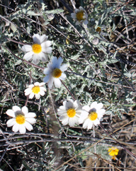 Melampodium argophyllum