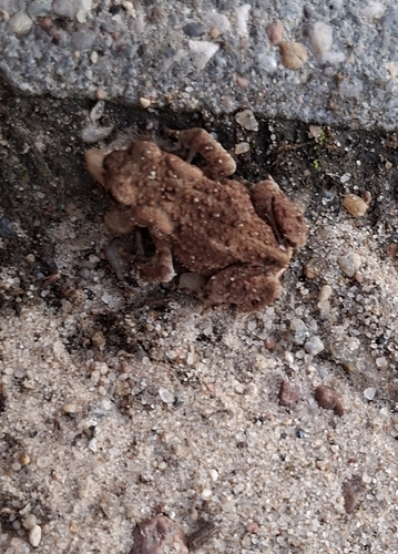 European Toad