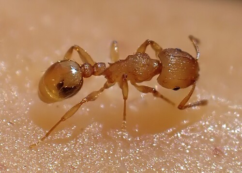 Groove-headed Fierce ant photo 4