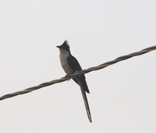Pied Cuckoo