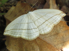 Ditrigona conflexaria