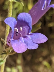 Penstemon laetus