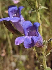 Penstemon laetus