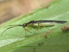 Dryophilocoris kerzhneri