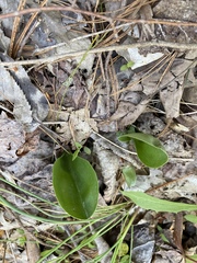 Galearis spectabilis