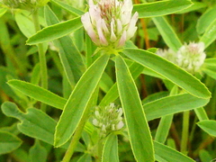 Trifolium squarrosum