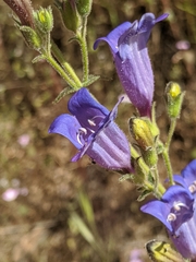 Penstemon laetus