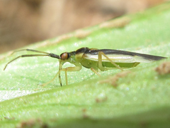 Dryophilocoris kerzhneri