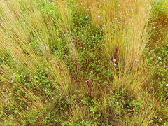 Trifolium squarrosum