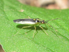 Dryophilocoris kerzhneri