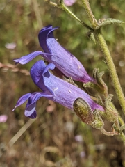 Penstemon laetus
